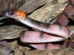 Siphlophis compressus