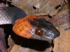 Siphlophis compressus