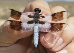 Plathemis subornata