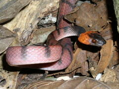 Siphlophis compressus
