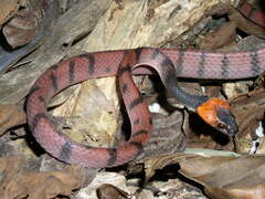 Siphlophis compressus