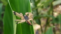 Avicularia avicularia