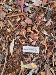 Gymnopus fuscopurpureus