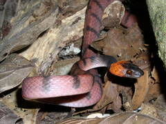 Siphlophis compressus