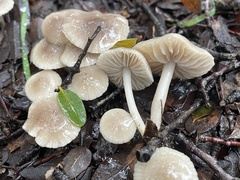 Marasmius albogriseus