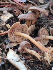 Gymnopus fuscopurpureus