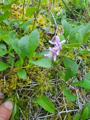 Galearis rotundifolia