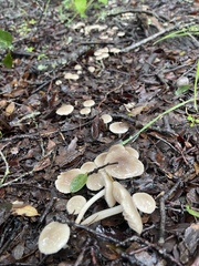 Marasmius albogriseus