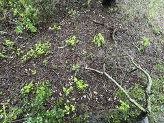Marasmius albogriseus