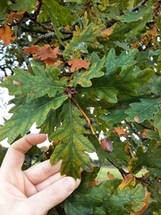Quercus robur