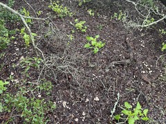 Marasmius albogriseus