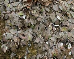 Antennaria solitaria