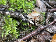 Collybiopsis quercophila