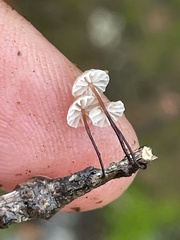 Collybiopsis quercophila