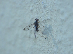 Geomyza tripunctata