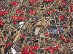 Turdus pilaris