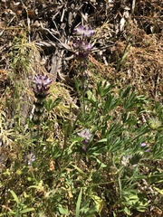 Lupinus microcarpus