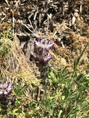 Lupinus microcarpus