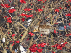 Turdus pilaris