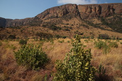 Protea gaguedi