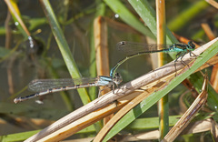 Argia alberta