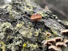 Phaeomarasmius