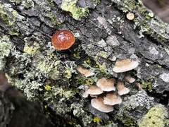 Phaeomarasmius