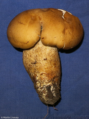 Macrocybe titans