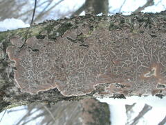 Cylindrobasidium evolvens