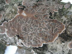 Cylindrobasidium evolvens