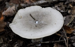 Pluteus salicinus