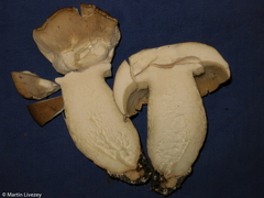 Macrocybe titans