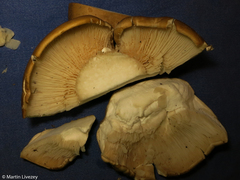 Macrocybe titans