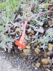 Epilobium canum
