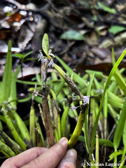 Scaphyglottis stellata