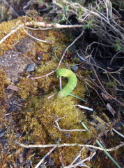 Phlogophora