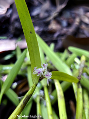 Scaphyglottis stellata