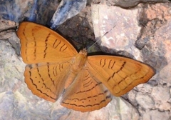 Pseudergolis wedah