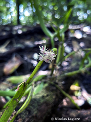 Scaphyglottis stellata