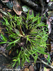 Scaphyglottis stellata