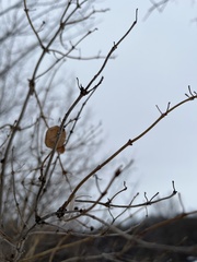 Lonicera