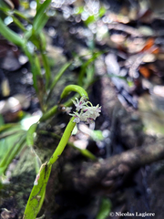 Scaphyglottis stellata
