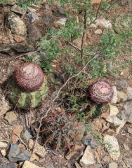 Melocactus macracanthos