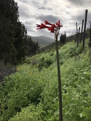 Phycella cyrtanthoides