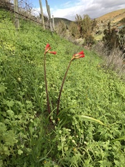 Phycella cyrtanthoides