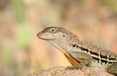 Anolis lineatus
