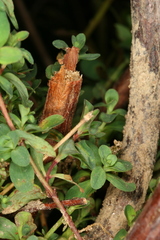 Chamaesphecia nigrifrons
