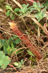 Chamaesphecia nigrifrons