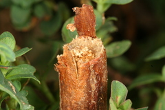 Chamaesphecia nigrifrons