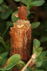 Chamaesphecia nigrifrons